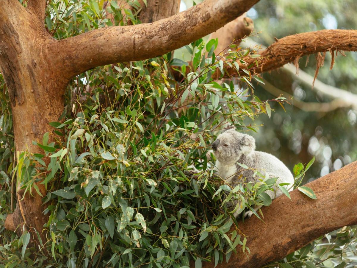Wildlife Retreat At Taronga 호텔 시드니 외부 사진