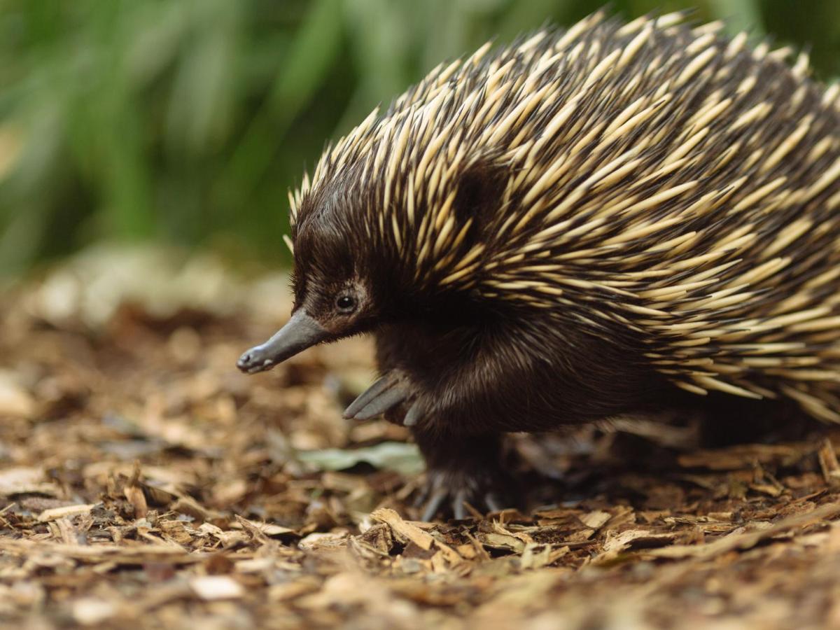 Wildlife Retreat At Taronga 호텔 시드니 외부 사진