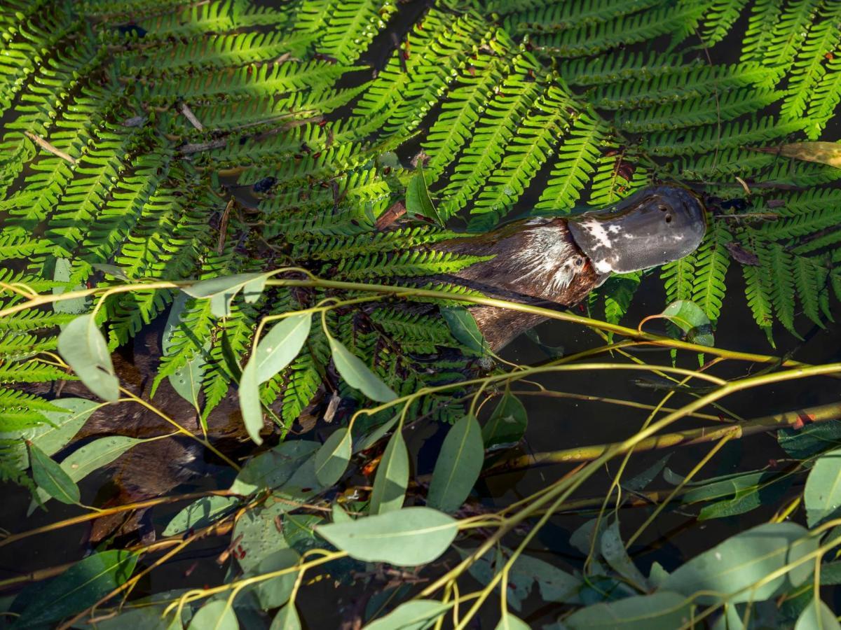 Wildlife Retreat At Taronga 호텔 시드니 외부 사진